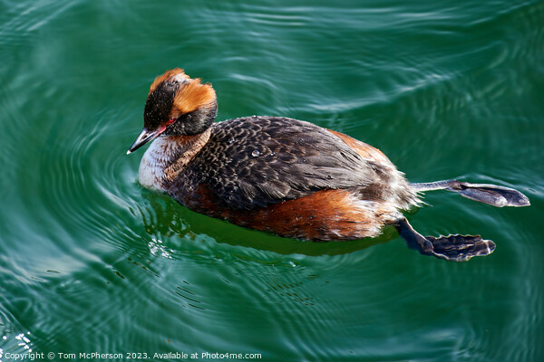 "Enchanting Slavonian Grebe Glides Through Burghea Picture Board by Tom McPherson