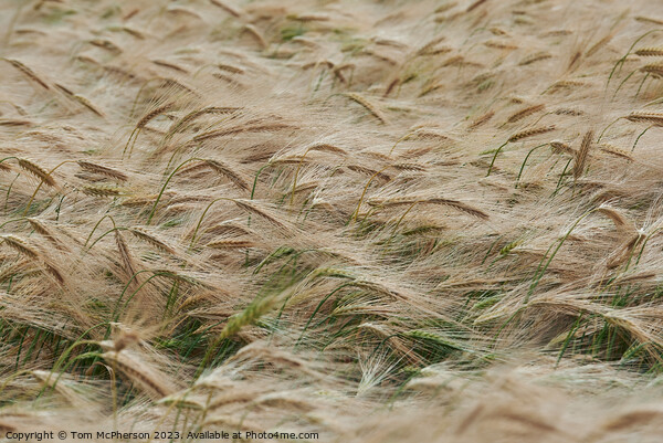 "Golden Symphony: A Serenade of Swirling Wheat" Picture Board by Tom McPherson