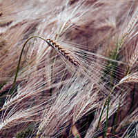Buy canvas prints of "Whispering Gold: A Serenade of the Wheatfield" by Tom McPherson