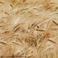 Buy canvas prints of "Whispering Symphony of Golden Wheat" by Tom McPherson