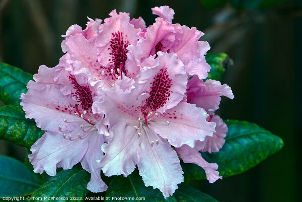 "Pink Rhododendron Blooms in Enchanting Harmony" Picture Board by Tom McPherson