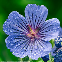 Buy canvas prints of "Enchanting Blue Geranium: Blooming Beauty" by Tom McPherson