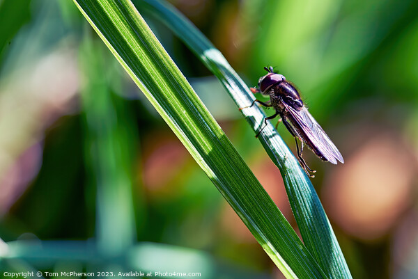 Tiny Bug on Grass Stem Picture Board by Tom McPherson