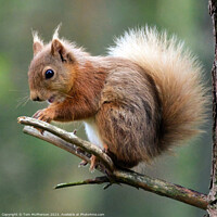 Buy canvas prints of "Graceful Red Squirrel: A Misty Encounter" by Tom McPherson