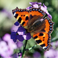Buy canvas prints of The Enchanting Small Tortoiseshell Butterfly by Tom McPherson