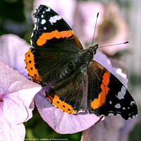 Buy canvas prints of The Enchanting Dance of the Small Tortoiseshell by Tom McPherson