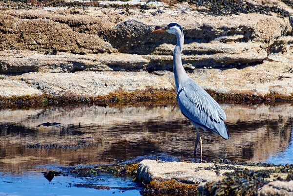 "Graceful Grey Heron in Serene Sunset" Picture Board by Tom McPherson