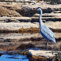 Buy canvas prints of "Graceful Grey Heron in Serene Sunset" by Tom McPherson
