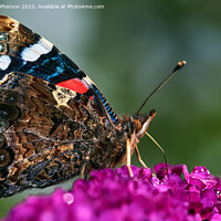Buy canvas prints of "Eyespot Symphony: The Enigmatic Peacock Butterfly by Tom McPherson
