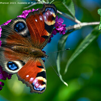 Buy canvas prints of Mesmerizing Peacock Butterfly Dance by Tom McPherson