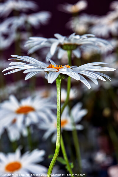 Ethereal Beauty of Oxeye Daisies Picture Board by Tom McPherson