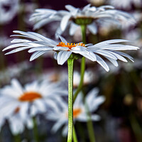 Buy canvas prints of Ethereal Beauty of Oxeye Daisies by Tom McPherson