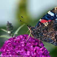 Buy canvas prints of "Eyespots of the Peacock Butterfly: Nature's Bewil by Tom McPherson