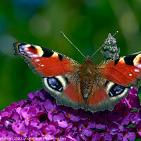 Buy canvas prints of The Bewitching Elegance of the Peacock Butterfly by Tom McPherson