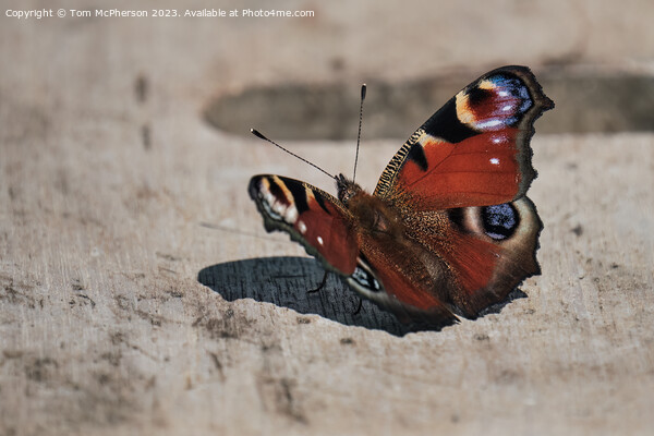 "Elegant Peacock Butterfly: A Colourful Resting Be Picture Board by Tom McPherson
