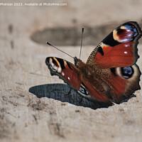 Buy canvas prints of "Elegant Peacock Butterfly: A Colourful Resting Be by Tom McPherson