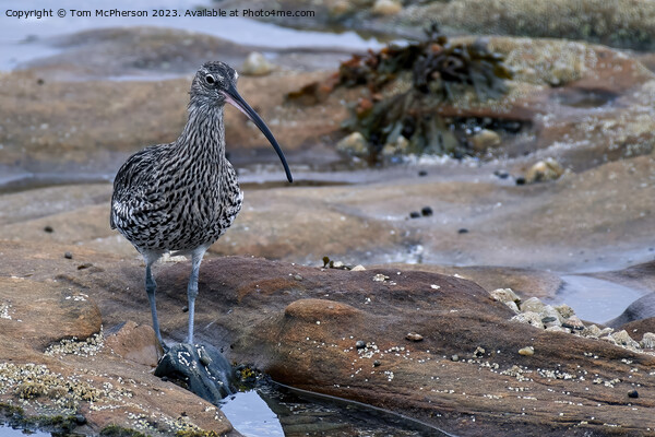 Graceful Curlew in Tranquil Rock Pool Picture Board by Tom McPherson