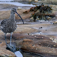 Buy canvas prints of Graceful Curlew in Tranquil Rock Pool by Tom McPherson