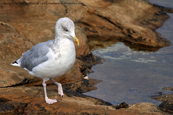 "Graceful Herring Gull Perched on Rocky Shore" Picture Board by Tom McPherson