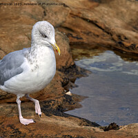 Buy canvas prints of "Graceful Herring Gull Perched on Rocky Shore" by Tom McPherson
