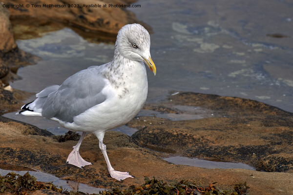 "Graceful Herring Gull Perched on Coastal Rocks" Picture Board by Tom McPherson