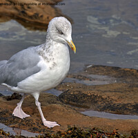 Buy canvas prints of "Graceful Herring Gull Perched on Coastal Rocks" by Tom McPherson