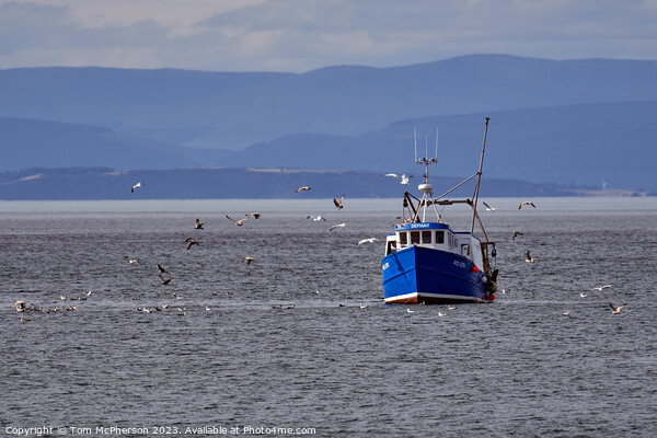 "Serene Dusk: Fishing Boats Adorn the Moray Firth" Picture Board by Tom McPherson