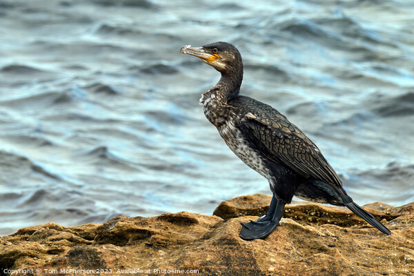 Graceful Cormorant Perched on Rocky Outcrop Picture Board by Tom McPherson