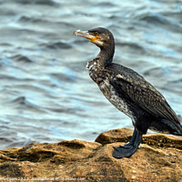 Buy canvas prints of Graceful Cormorant Perched on Rocky Outcrop by Tom McPherson