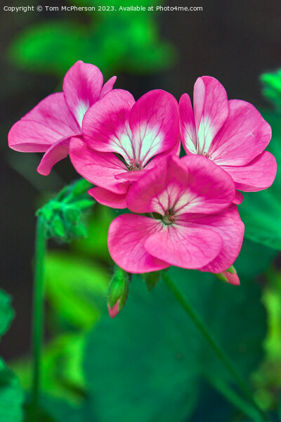 Graceful Blooms: The Enchanting Horseshoe Geranium Picture Board by Tom McPherson