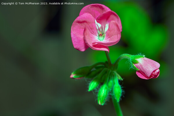 "Enchanting Erodium: A Window to Romance" Picture Board by Tom McPherson