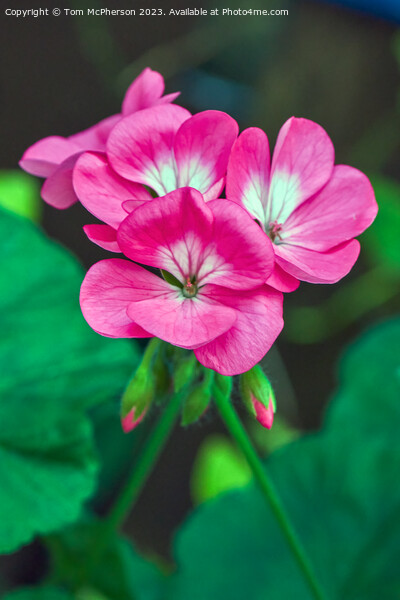 The Enchanting Beauty of the Horseshoe Geranium Picture Board by Tom McPherson
