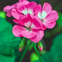 Buy canvas prints of The Enchanting Beauty of the Horseshoe Geranium by Tom McPherson