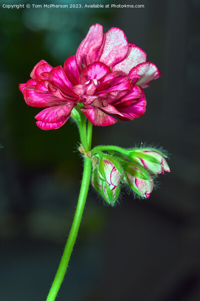 The Enchanting Zonal Pelargonium Picture Board by Tom McPherson