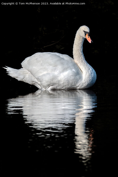 Graceful Swan Gliding Through Serene Waters Picture Board by Tom McPherson