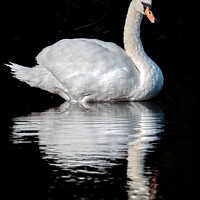 Buy canvas prints of Graceful Swan Gliding Through Serene Waters by Tom McPherson