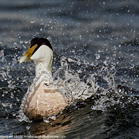 Buy canvas prints of Striking Beauty of the Eider Duck by Tom McPherson