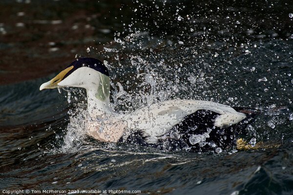 "Coastal Symphony: The Exquisite Common Eider Duck Picture Board by Tom McPherson
