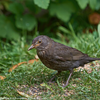Buy canvas prints of Graceful Female Blackbird Captivated in Verdant Su by Tom McPherson