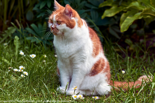 "Daisies Delight: A Ginger Cat's Serene Pose" Picture Board by Tom McPherson