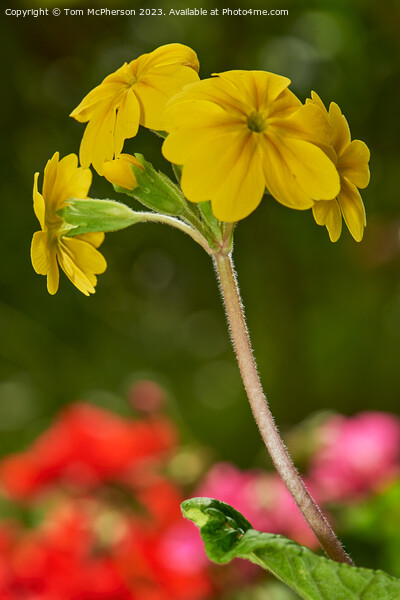 "Radiant Beauty: A Vibrant Yellow Wallflower" Picture Board by Tom McPherson