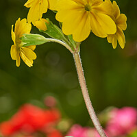 Buy canvas prints of "Radiant Beauty: A Vibrant Yellow Wallflower" by Tom McPherson