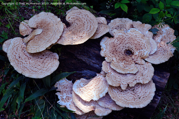 "Nature's Delight: The Enchanting Dryads Saddle" Picture Board by Tom McPherson
