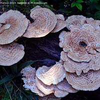 Buy canvas prints of "Nature's Delight: The Enchanting Dryads Saddle" by Tom McPherson