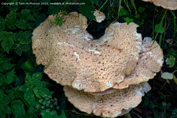 Enchanting Fungi, Nature's Artistry Picture Board by Tom McPherson