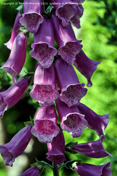 Enchanting Elegance: The Captivating Foxglove  Picture Board by Tom McPherson