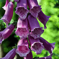 Buy canvas prints of Enchanting Elegance: The Captivating Foxglove  by Tom McPherson
