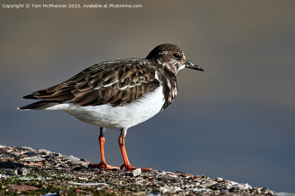 "Nature's Artistry: The Exquisite Turnstone" Picture Board by Tom McPherson