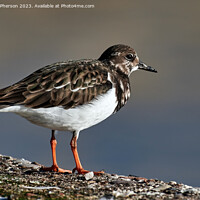 Buy canvas prints of "Nature's Artistry: The Exquisite Turnstone" by Tom McPherson