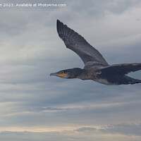 Buy canvas prints of "Graceful Cormorant in Soaring Flight" by Tom McPherson